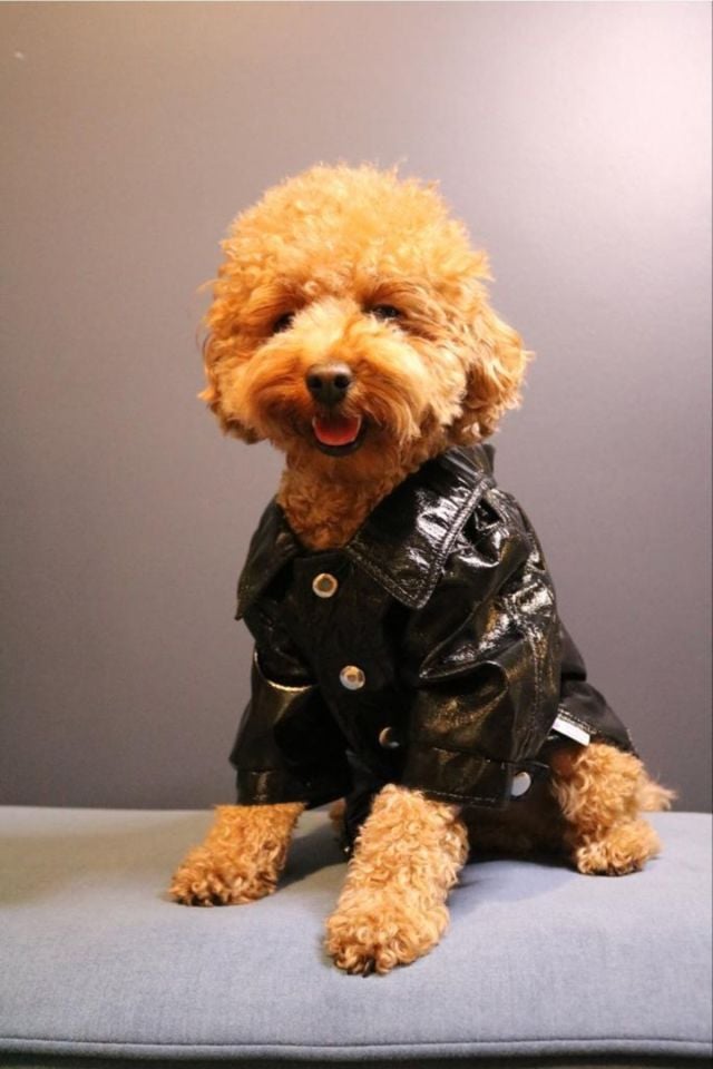 Özel Tasarım Couture Deri Ceket Siyah Kedi Köpek Kıyafeti
