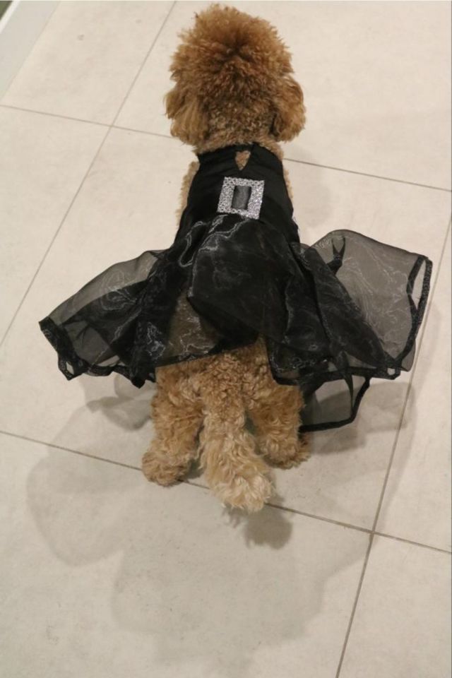 Özel Tasarım Couture Kedi Köpek Elbisesi Siyah Fırfırlı Kemerli Kedi Köpek Kıyafeti