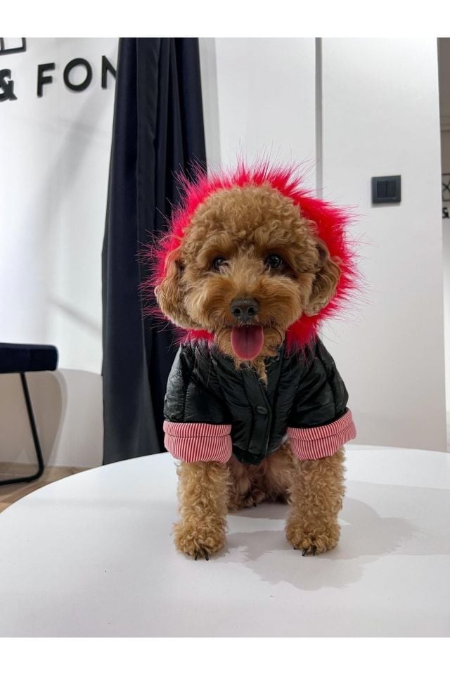 Özel Tasarım Couture Kapüşonlu Köpek Montu Su Geçirmez Kalın Tüylü Astarlı